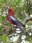 Crimson Rosella.JPG (98 KB)